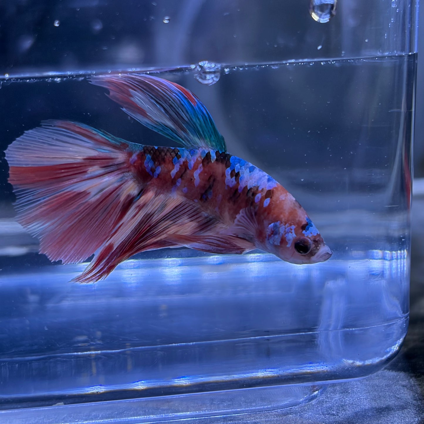 Halfmoon Multicolour/Koi Male Betta 3.5cm (A)