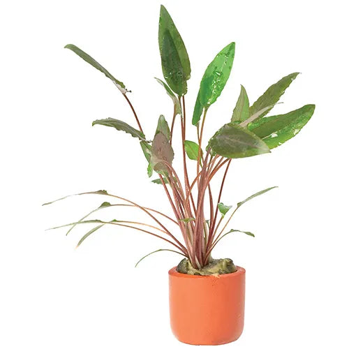 Crypt Petchii - 3cm Pot