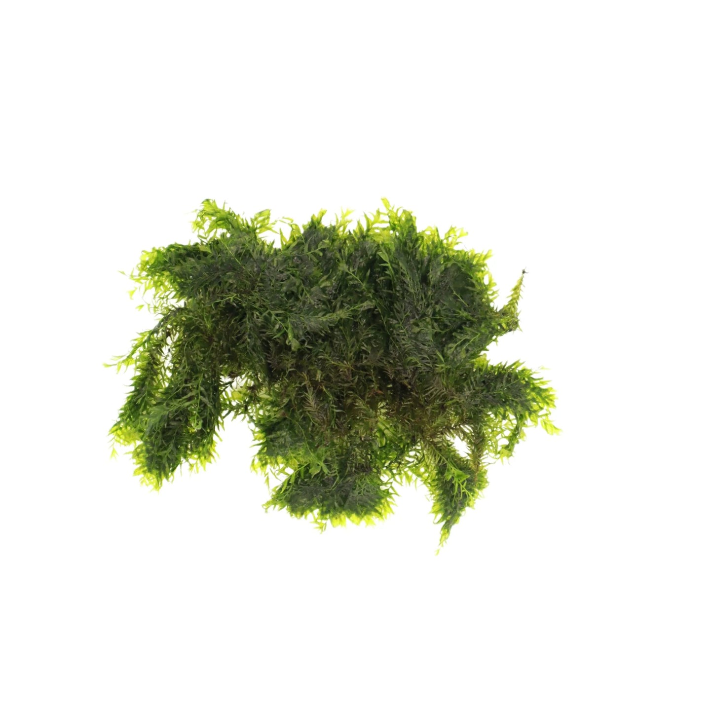 US Fissidens Moss - AquaLabs
