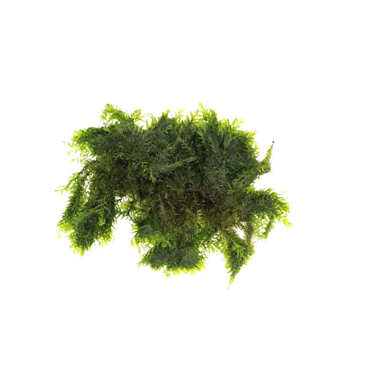 US Fissidens Moss - AquaLabs