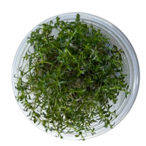 Ludwigia arcuata - Tissue Culture