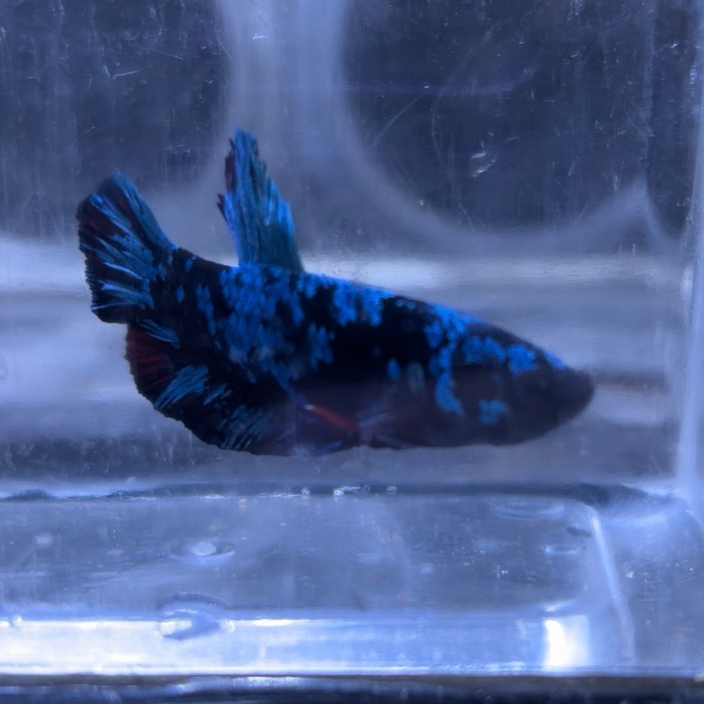 Blue Avatar Male Betta 3.5cm (B)
