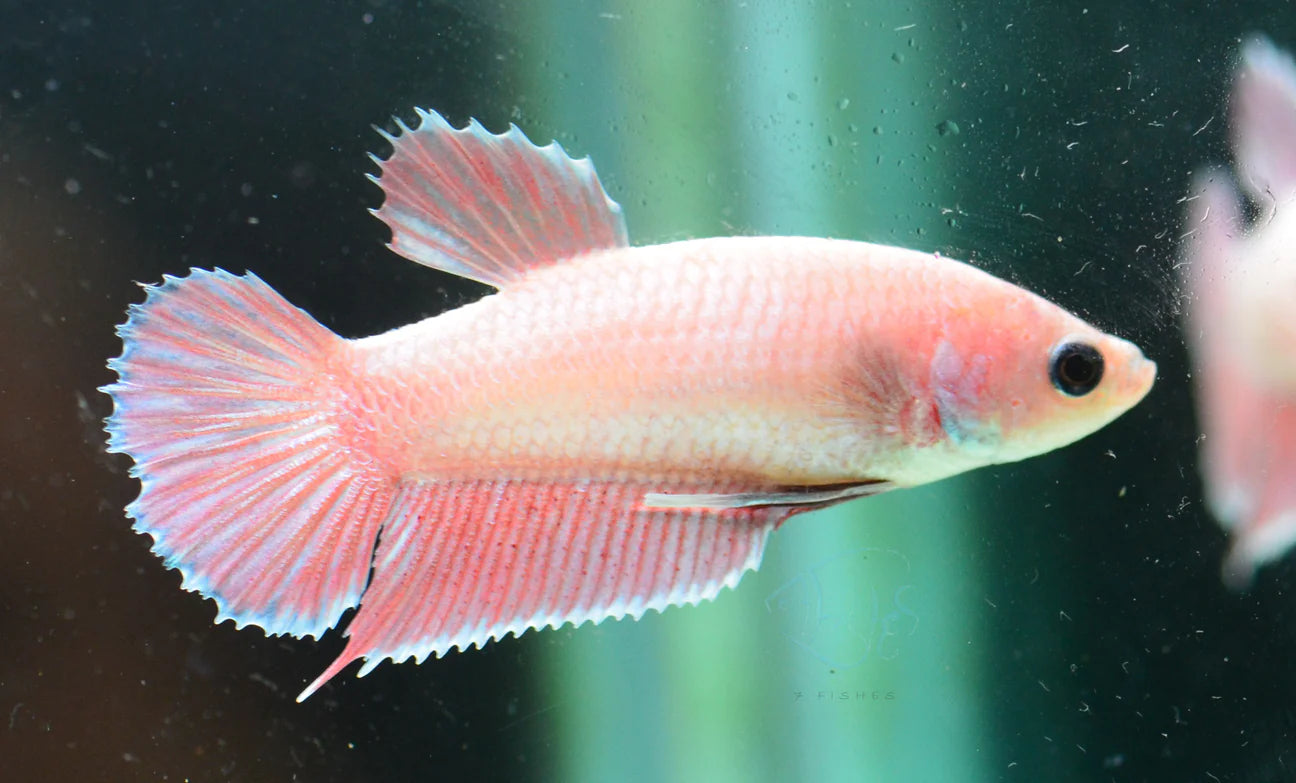 Violet Halfmoon Plakat Female Betta 3-4cm