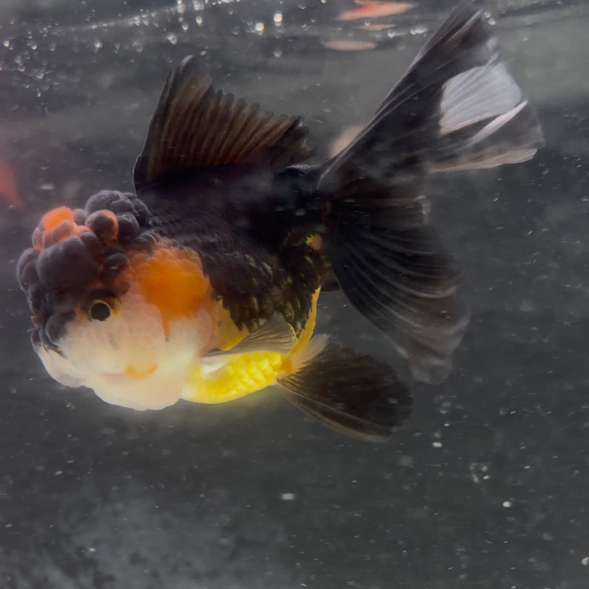 Tri Colour Oranda Tanchu 10cm