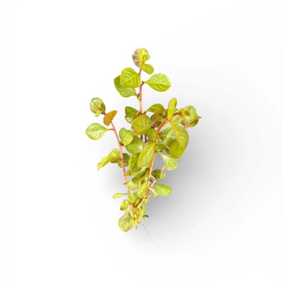 Ludwigia ovalis