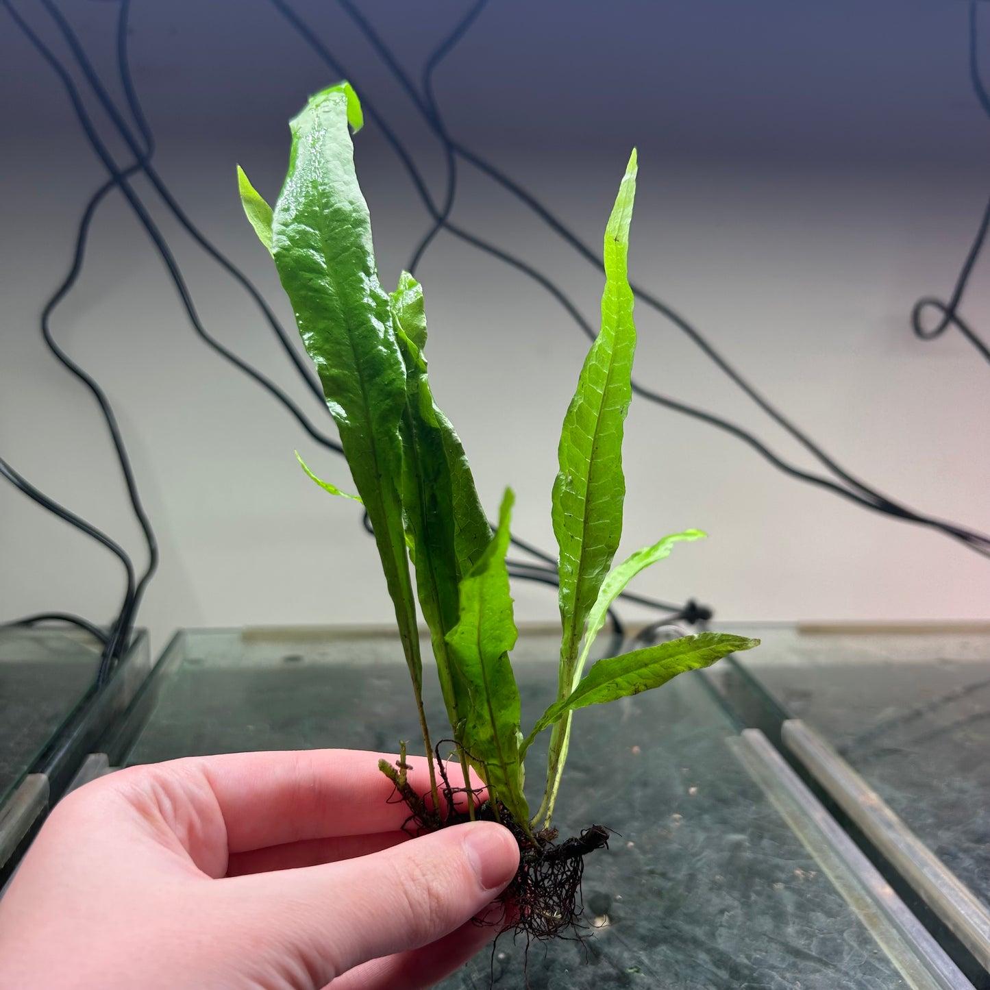 Java fern Microsorum pteropus - Aquarium Fish Tank Aquatic Plant - Medium Emersed Grown