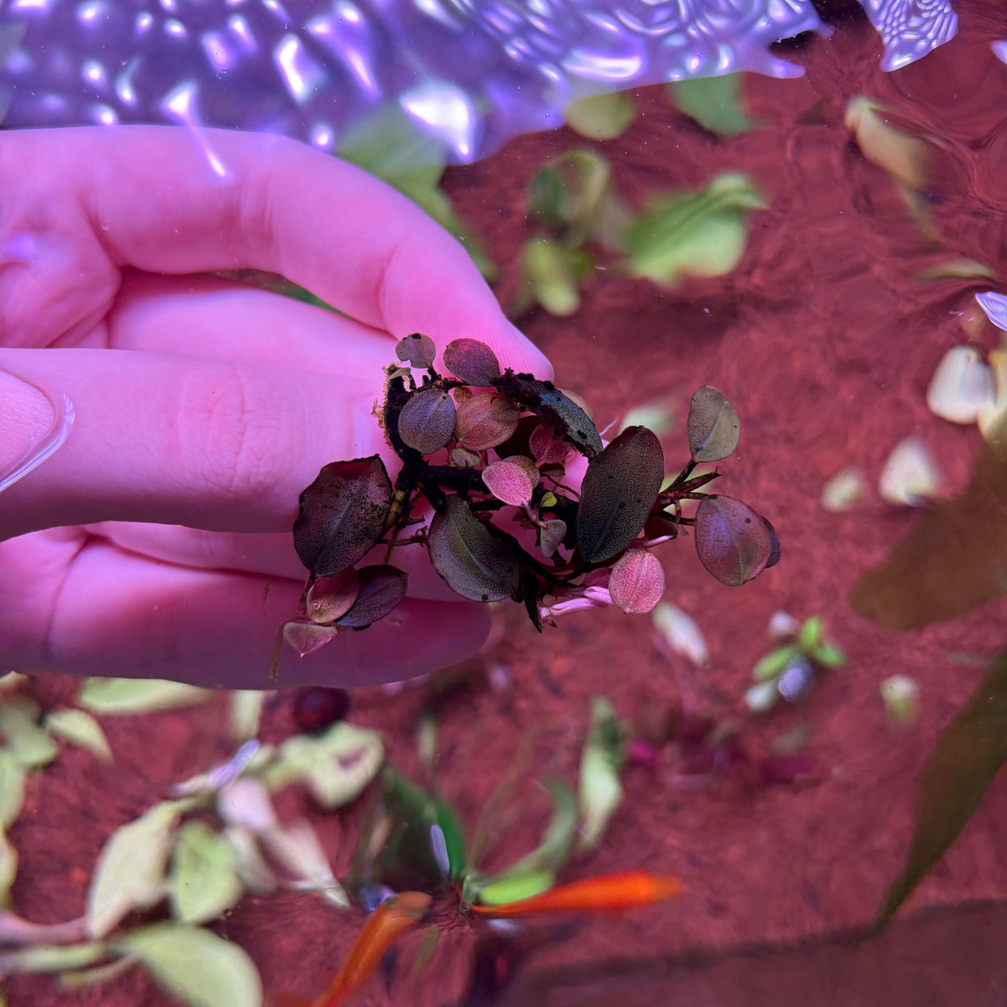 Bucephalandra Helena QQ