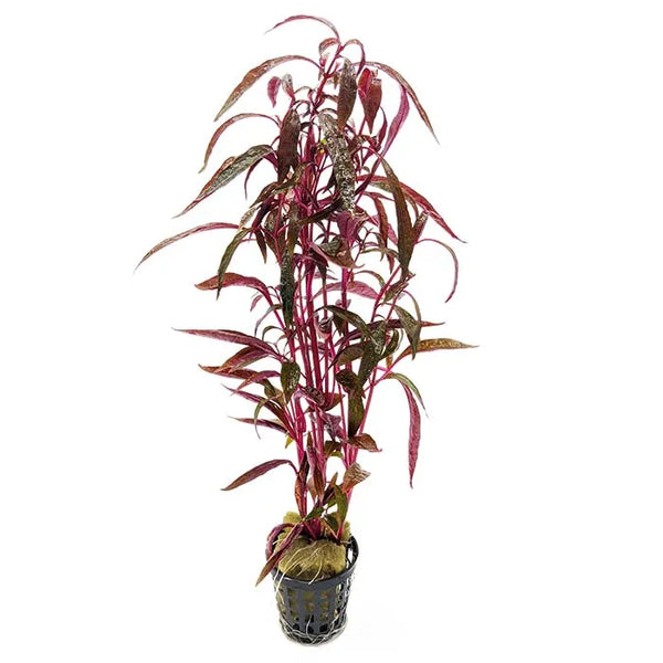 Alternanthera sessilis (Terrarium Only Plant)