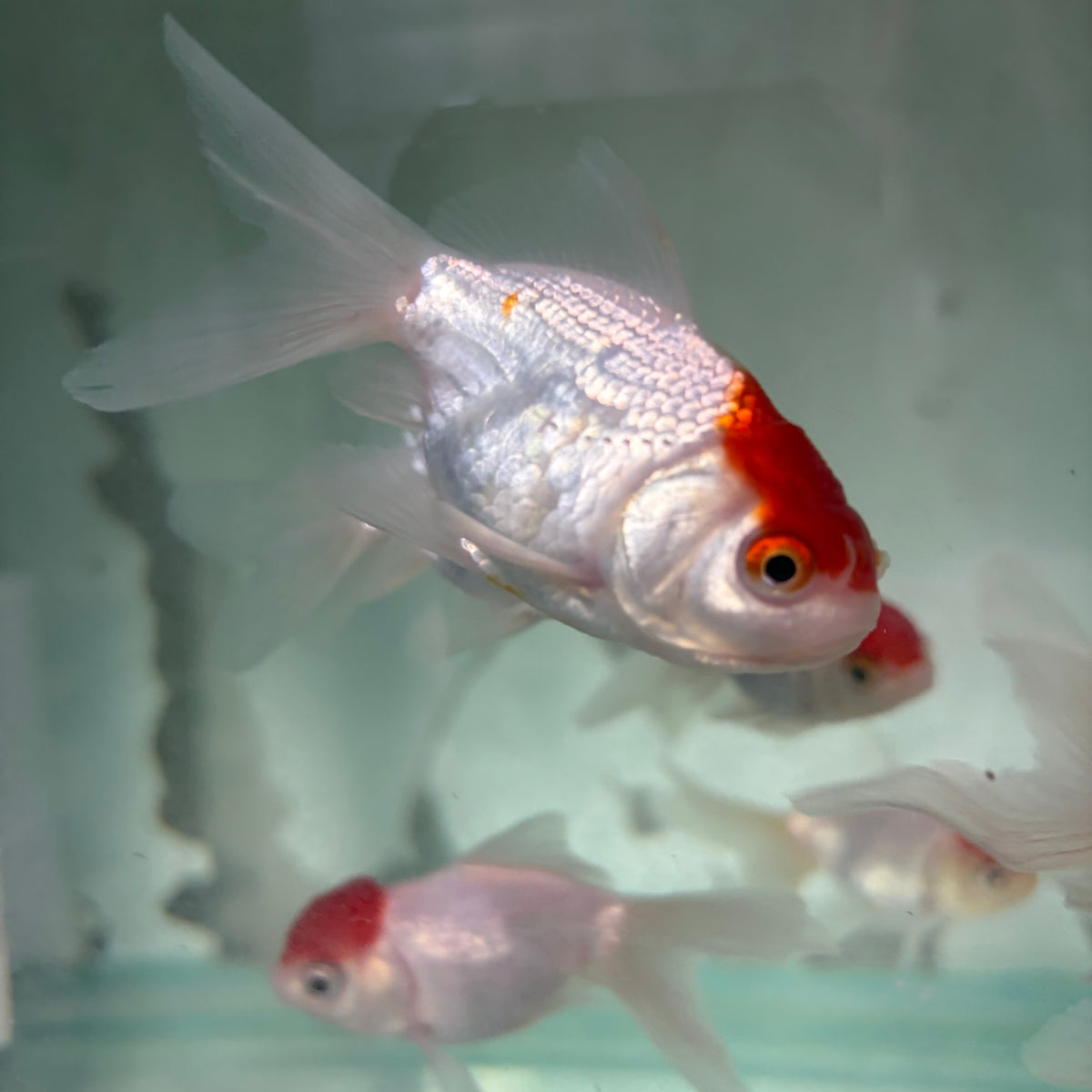 Red Cap Oranda Goldfish 7cm