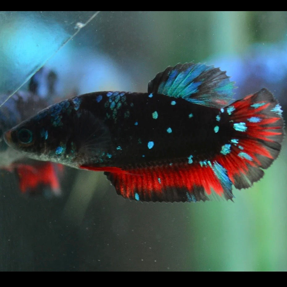 Blue Avatar Halfmoon Plakat Female Betta 4cm