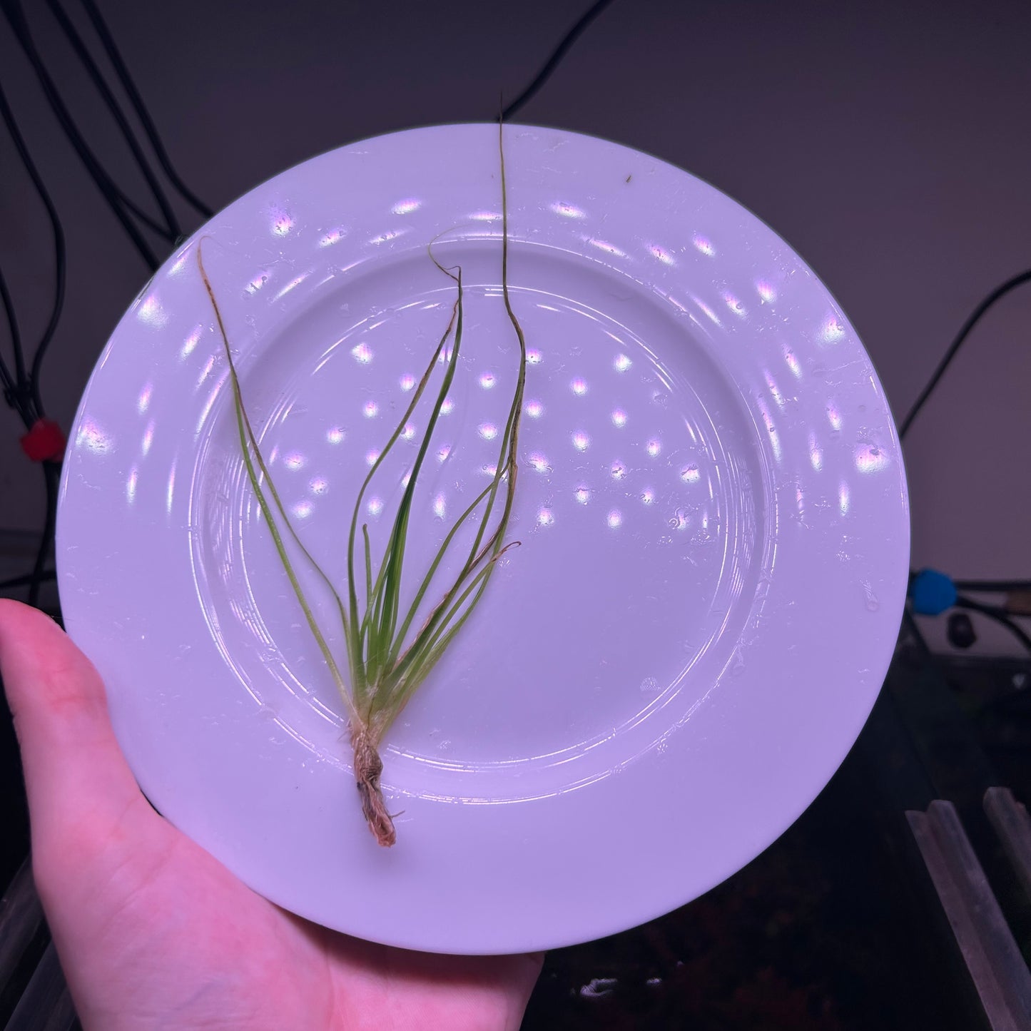 Eriocaulon breviscapum  ‘Feather Duster’ - Rare ★