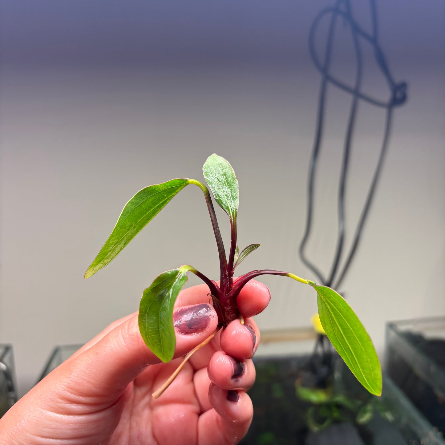 Echinodorus ‘Big Bear’ Special