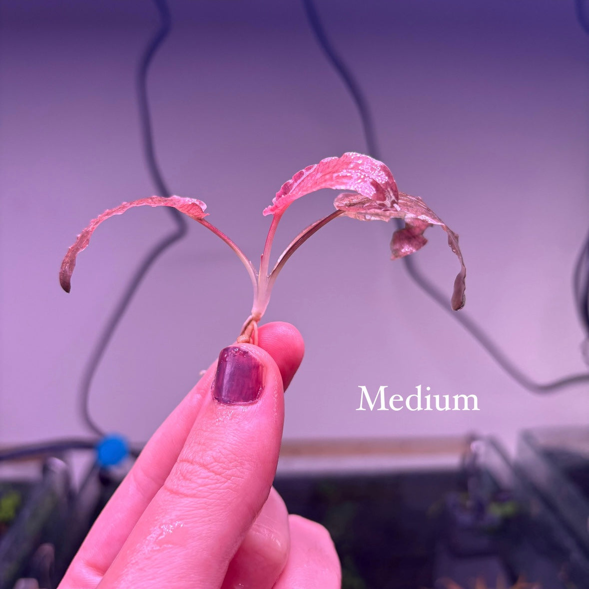 Crypt Wendtii Pink Flamingo ★