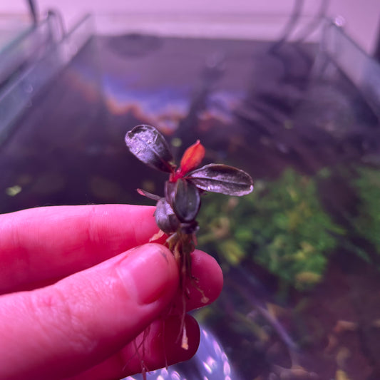 Bucephalandra Neo - Small Type Buce Emersed Grown Aquarium plant
