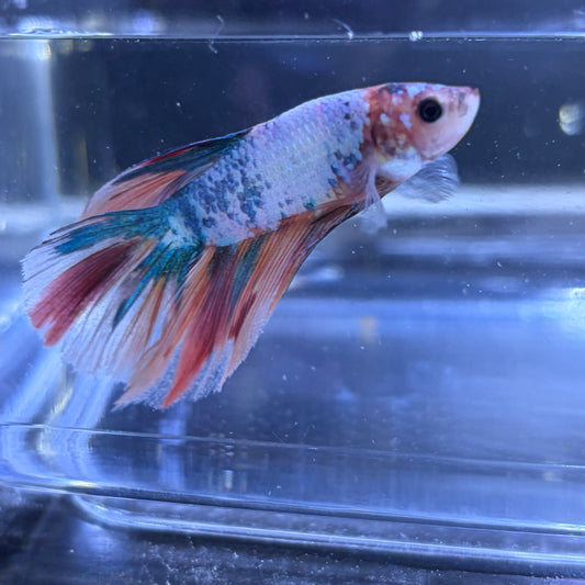 Halfmoon Multicolour/Koi Male Betta 3.5cm (B)
