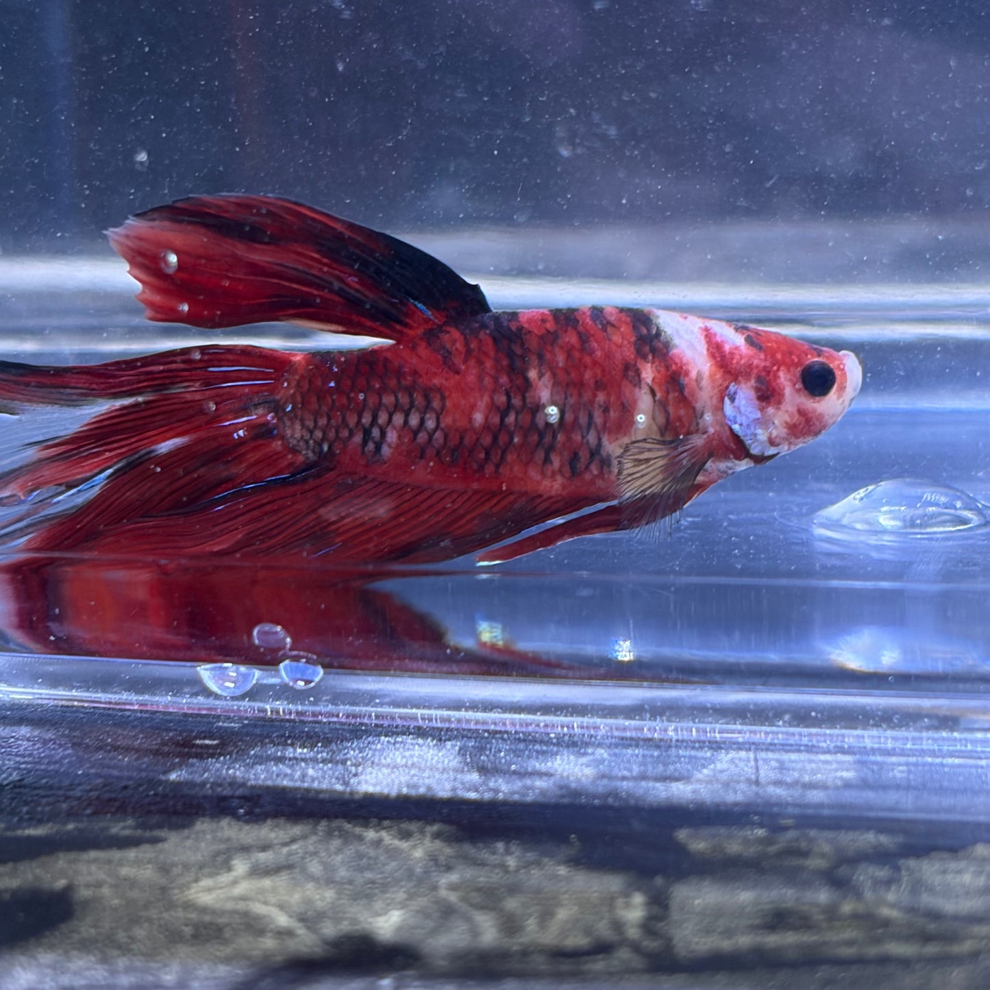 Giant Halfmoon Multicolour/Koi Male Betta 5-6cm (D)