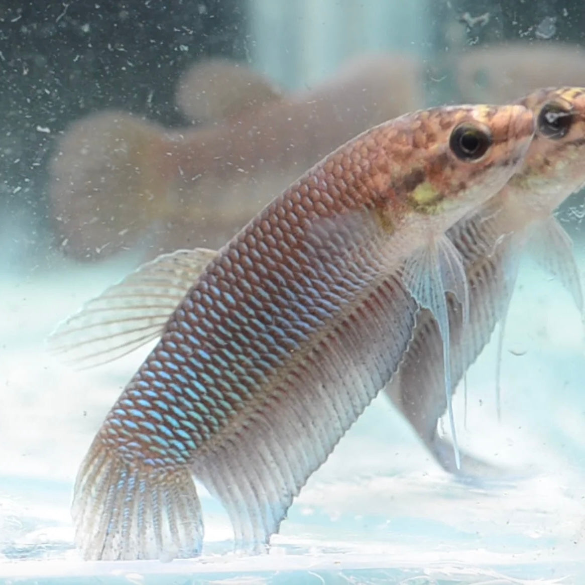 Betta Simorum Unsexed Wild 5cm