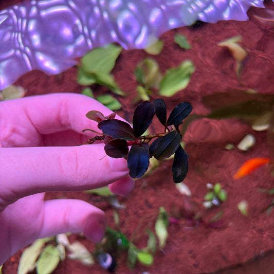 Bucephalandra Neo