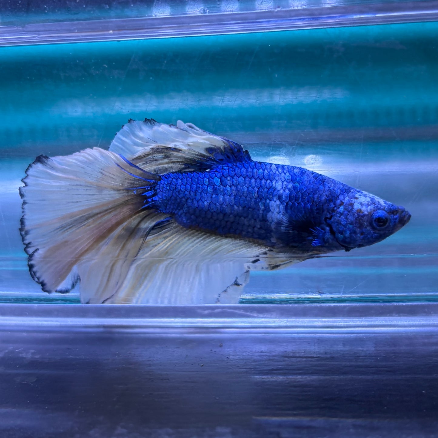 Super Delta Tail Male Betta 3.5cm (B)