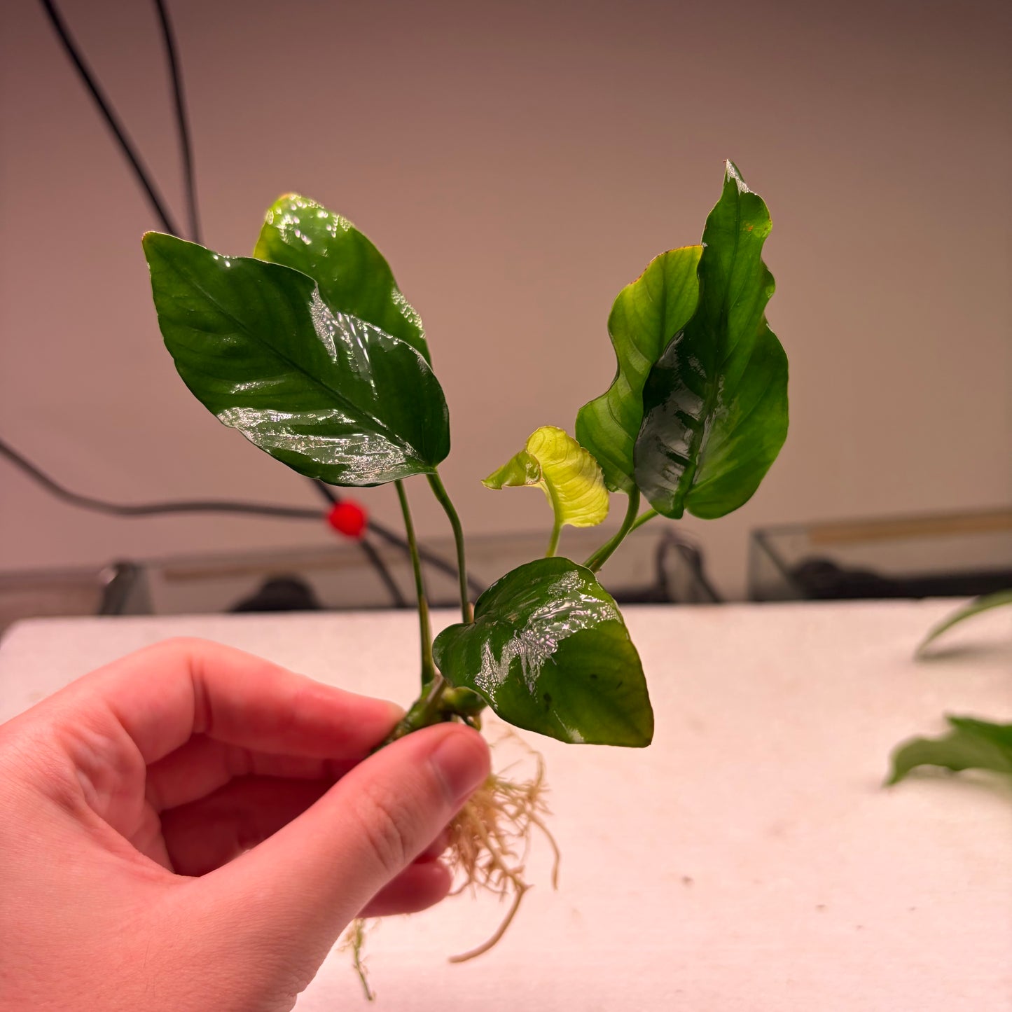 Anubias Pack 1A - 7x Plants