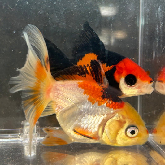 Tri Colour Oranda Goldfish Carassius
auratus 5cm