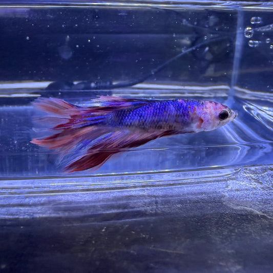 Halfmoon Multicolour/Koi Male Betta 3.5cm (E)