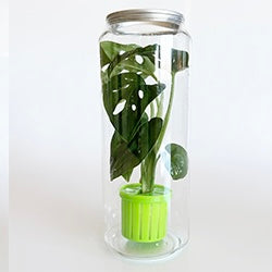 Aquarium Plant Toppers - Above Aquarium or Terrarium