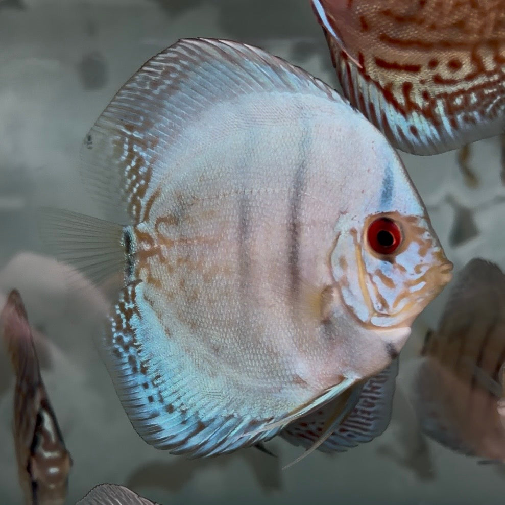 Assorted Discus 5-6cm