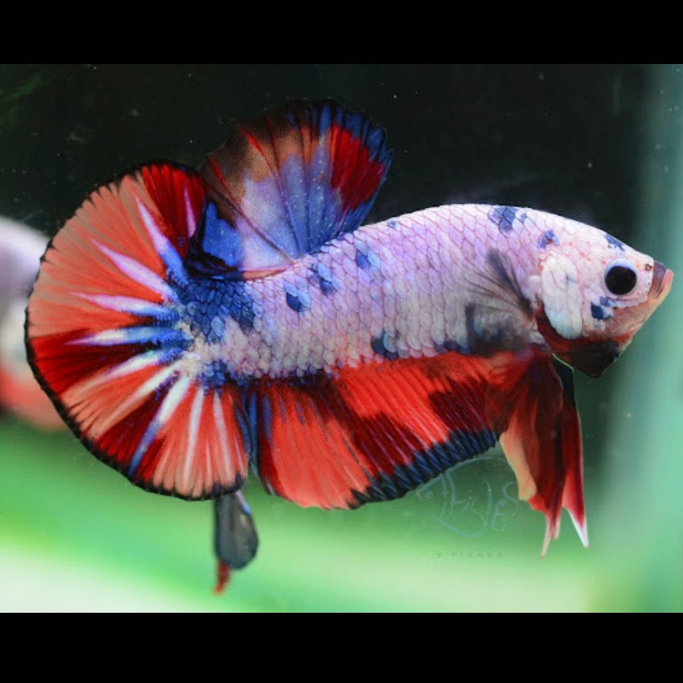 Candy HMPK Male Betta 3cm
