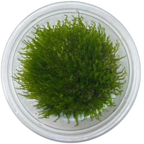 Taiwan Moss Tissue Culture