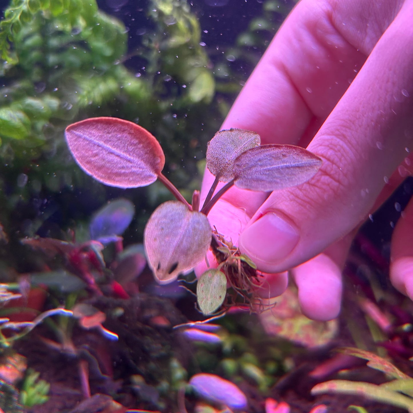 Lagenandra meeboldii  ‘Bleeding Heart’ - Aquarium Fish Tank Aquatic Plant RARE