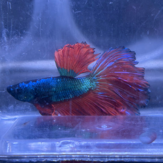 Super Delta Tail Male Betta 3.5cm (E)