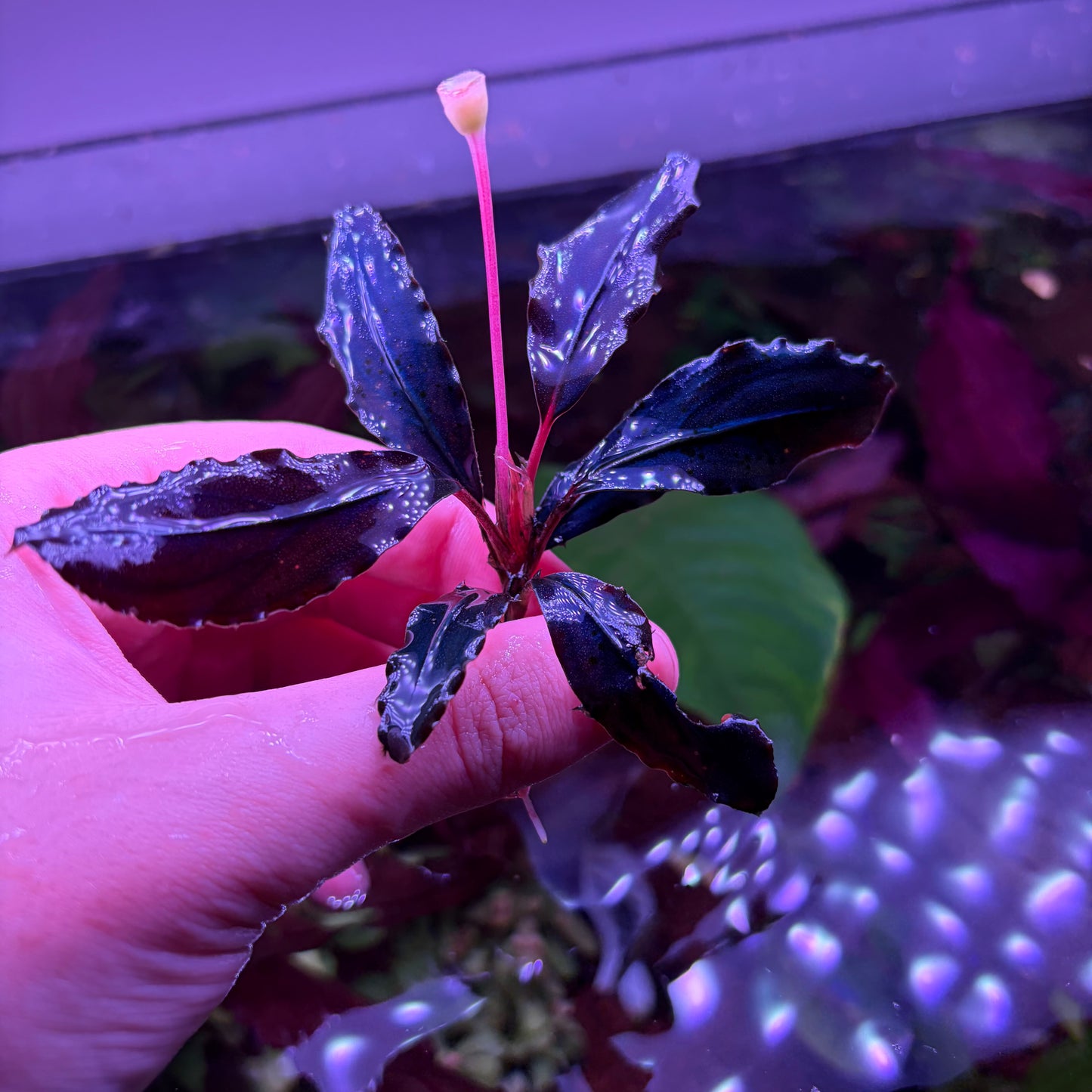 Assorted Bucephalandra ★