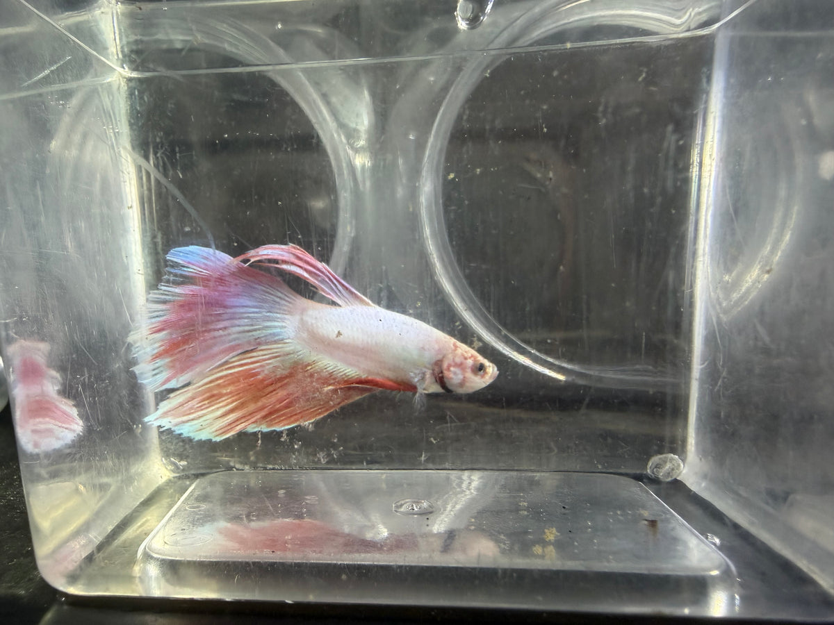 Pink Betta 3.5cm Male (Example Only)