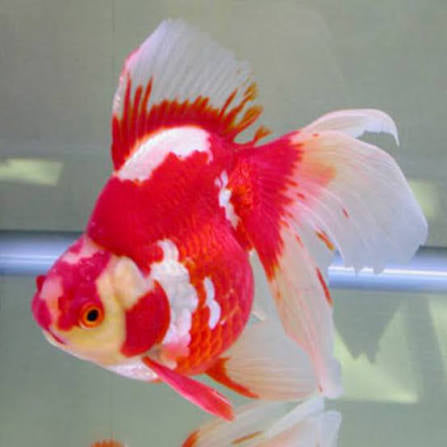 Red & White Ryukin Goldfish 8cm