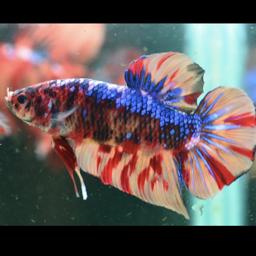 Giant Multicolour HMPK Male 6-7cm