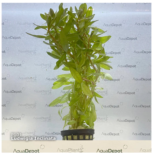 Ludwigia inclinata