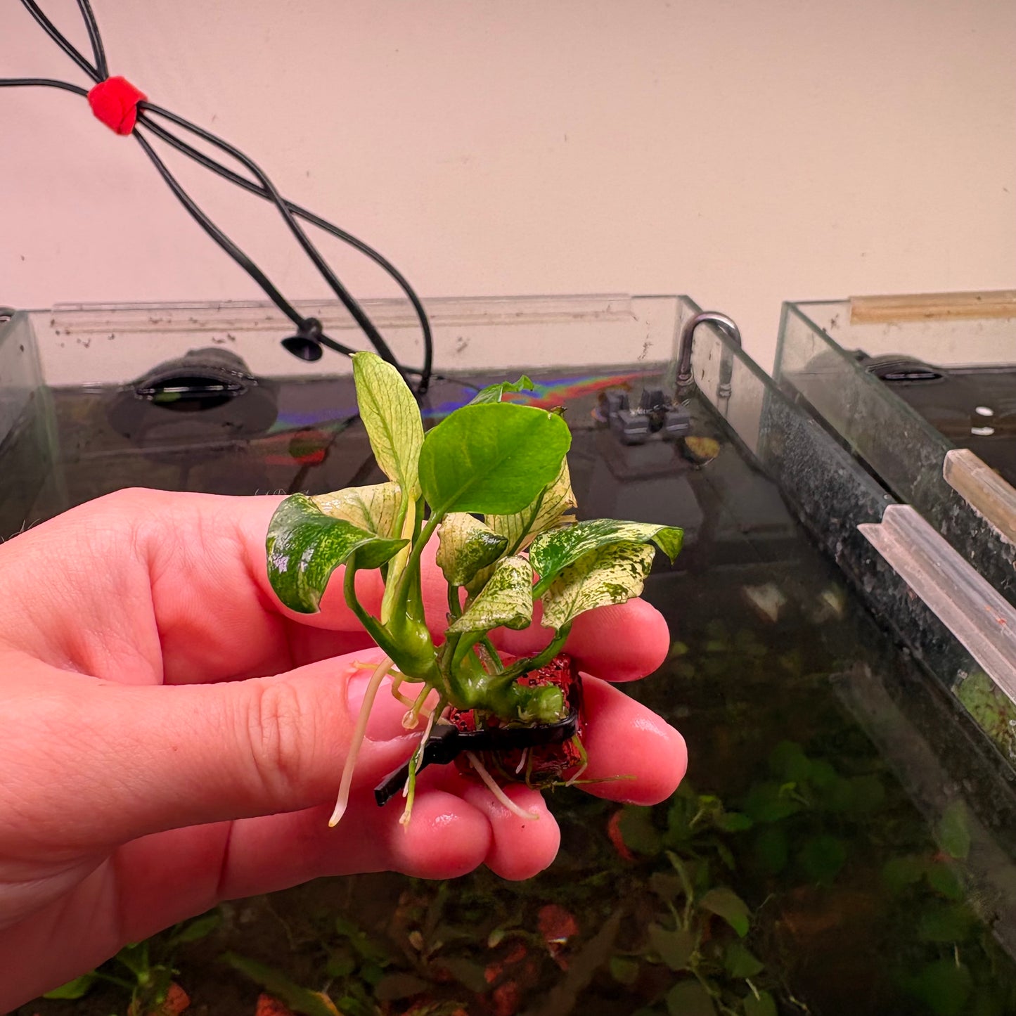 Anubias Pinto ★