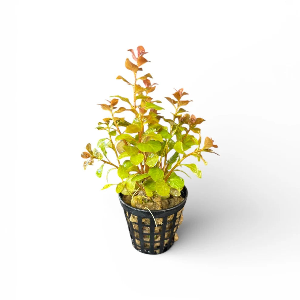 Ludwigia ovalis