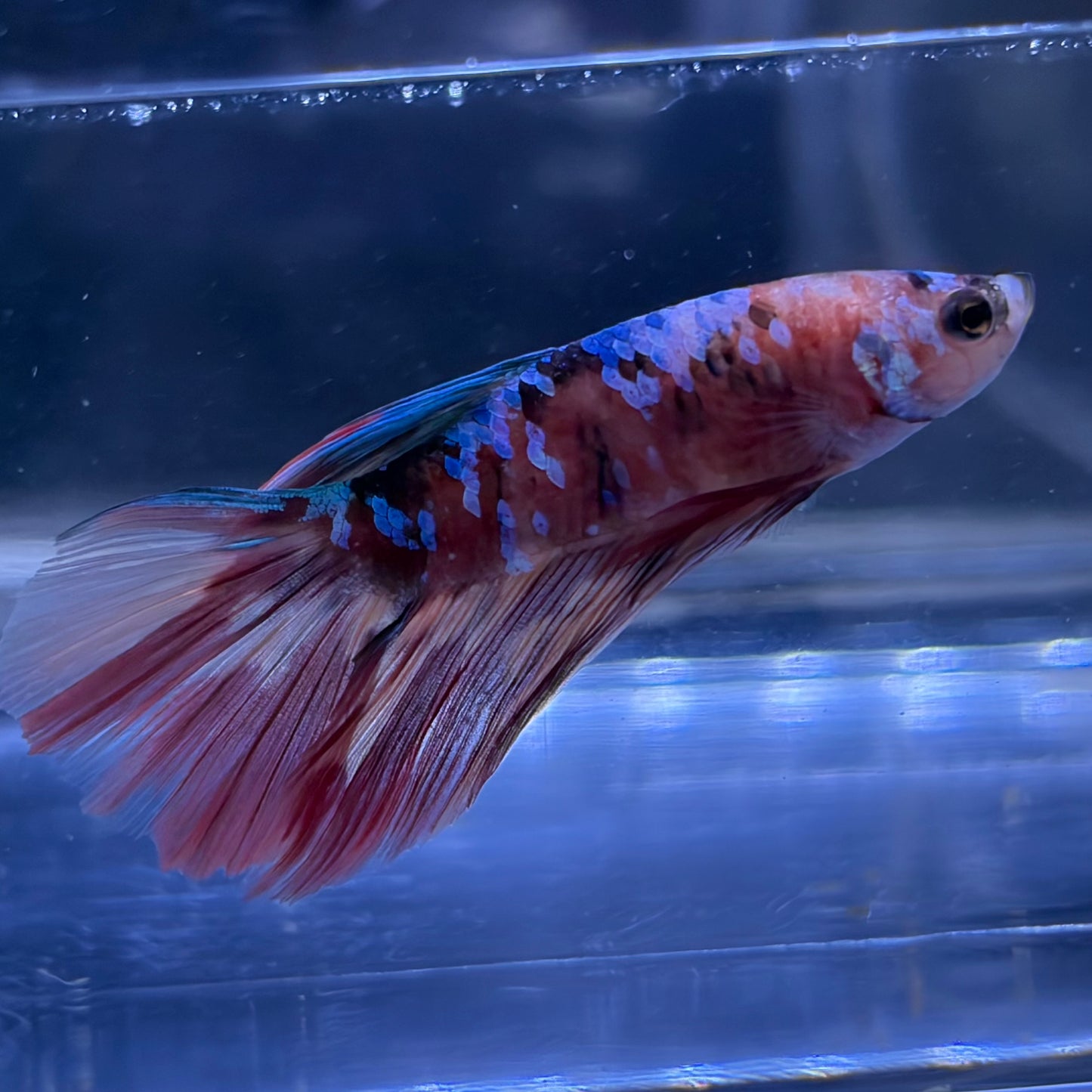Halfmoon Multicolour/Koi Male Betta 3.5cm (A)