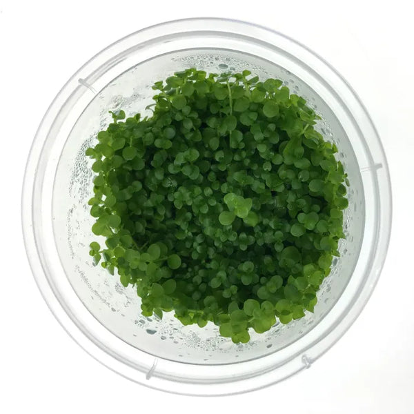 Micranthemum Umbrosum ‘Monte Carlo’ - Tissue Culture