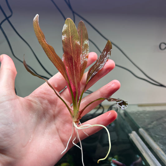 Echinodorus Black Beauty - RARE (See description)