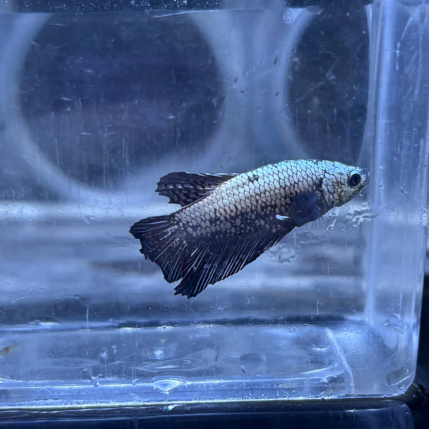 Black Samurai Male Betta 3.5cm (A)