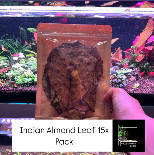 Indian Almond Leaf - Aquarium Botanical Shrimp Food Betta Blackwater Ecosystem