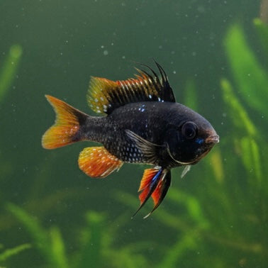 Black Ram 3cm