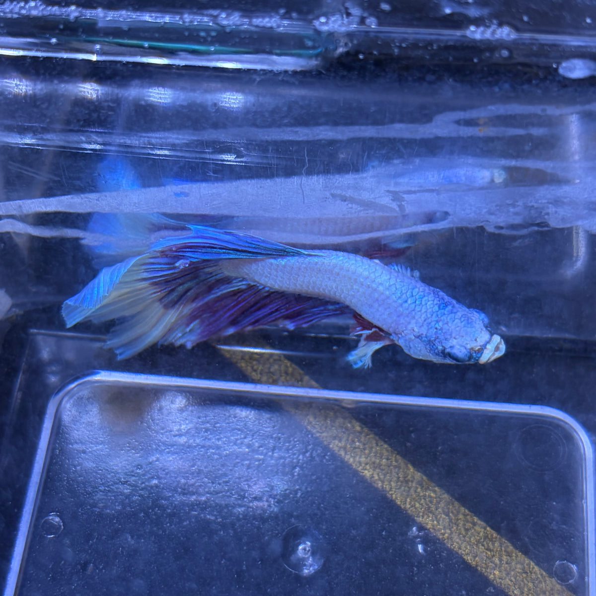 Super Delta Tail Male Betta 3.5cm (C)