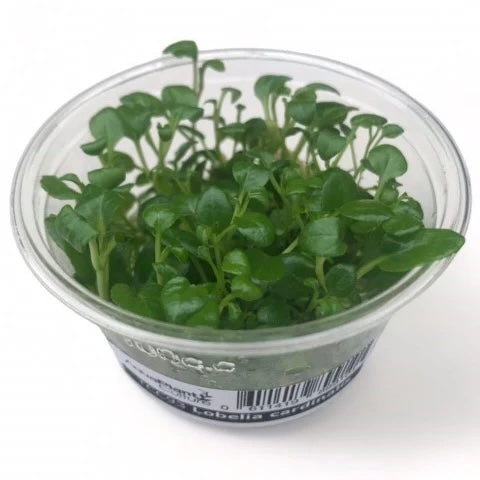 Lobelia cardinalis Tissue Culture