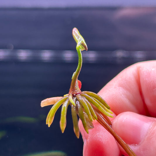 Banana Lily ‘Nymphoides aquatica’ - Aquarium Fish Tank Aquatic Plant