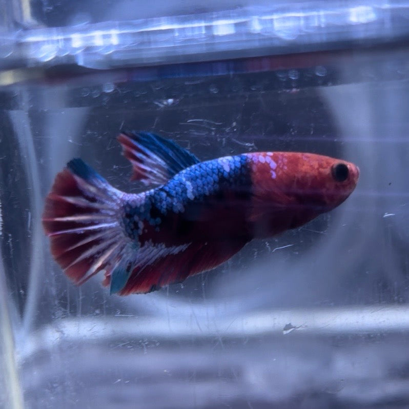 Red Hellboy Male Betta 3.5cm (E)