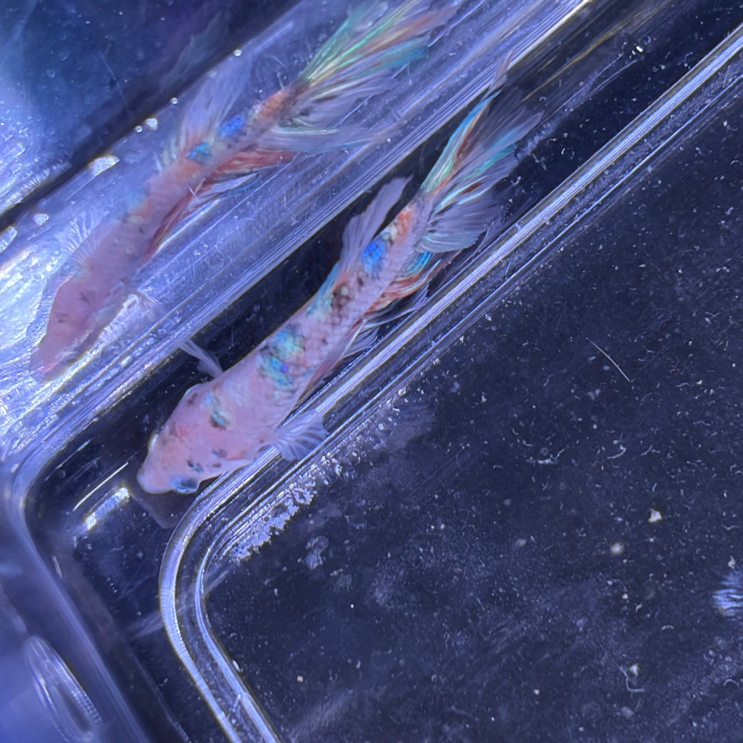 Giant Halfmoon Multicolour/Koi Male Betta 5-6cm (C)